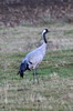 Common Crane (Grus grus) - France