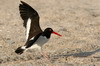 American Oystercatcher (Haematopus palliatus) - Peru