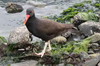 Blackish Oystercatcher (Haematopus ater) - Argentina