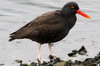 Blackish Oystercatcher (Haematopus ater) - Argentina