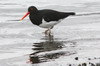 Hutrier de Garnot (Haematopus leucopodus) - Argentine