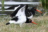 Hutrier de Garnot (Haematopus leucopodus) - Chili