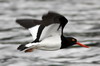 Magellanic Oystercatcher (Haematopus leucopodus) - Chile