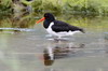 Hutrier pie (Haematopus ostralegus) - Norvge