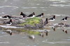 Eurasian Oystercatcher (Haematopus ostralegus) - Norway