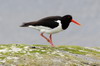 Hutrier pie (Haematopus ostralegus) - Norvge