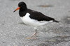 Hutrier pie (Haematopus ostralegus) - Norvge