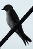 Hirondelle chalyb�e (Progne chalybea) - Costa-Rica