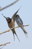 Barn Swallow (Hirundo rustica) - France