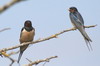 Barn Swallow (Hirundo rustica) - France