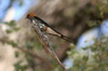 Lesser Striped Swallow (Cecropis abyssinica) - Namibia