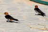 Lesser Striped Swallow (Cecropis abyssinica) - Namibia