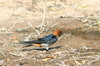 Lesser Striped Swallow (Cecropis abyssinica) - Namibia