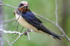 Hirondelle rustique (Hirundo rustica) - France