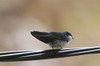 Hirondelle bleu et blanc (Pygochelidon cyanoleuca) - Prou