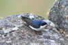 Hirondelle bleu et blanc (Pygochelidon cyanoleuca) - Pérou