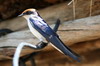 Wire-tailed Swallow (Hirundo smithii) - Ethiopia