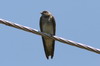 African Plain Martin (Riparia paludicola) - Ethiopia