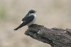 Mangrove Swallow (Tachycineta albilinea) - Mexico