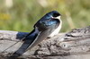 Chilean Swallow (Tachycineta meyeni) - Argentina