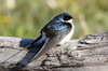 Hirondelle du Chili (Tachycineta meyeni) - Argentine