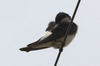 Chilean Swallow (Tachycineta meyeni) - Chile