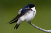 Chilean Swallow (Tachycineta meyeni) - Chile