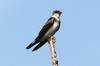 Brown-chested Martin (Progne tapera) - Argentina