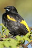 Oriole de Cuba (Icterus melanopsis) - Cuba