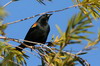 Tawny-shouldered Blackbird (Agelaius humeralis) - Cuba