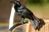 Greater Antillean Grackle (Quiscalus niger) - Cuba