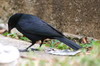 Cuban Blackbird (Ptiloxena atroviolacea) - Cuba
