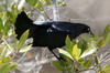 Quiscale noir (Quiscalus niger) - Cuba
