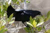 Greater Antillean Grackle (Quiscalus niger) - Cuba