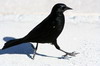 Tawny-shouldered Blackbird (Agelaius humeralis) - Cuba