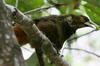 Dusky-green Oropendola (Psarocolius atrovirens) - Peru