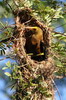 Russet-backed Oropendola (Psarocolius angustifrons) - Peru