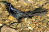 Great-tailed Grackle (Quiscalus mexicanus) - Mexico