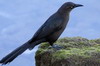 Quiscale  longue queue (Quiscalus mexicanus) - Mexique