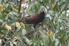 Cassique de Montezuma (Psarocolius montezuma) - Mexique