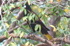 Montezuma Oropendola (Psarocolius montezuma) - Mexico