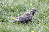 Long-tailed Meadowlark (Leistes loyca) - Argentina