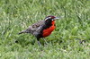 Long-tailed Meadowlark (Leistes loyca) - Chile