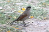 Greyish Baywing (Agelaioides badius) - Argentina