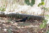 Quiscale  longue queue (Quiscalus mexicanus) - Costa-Rica