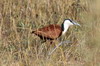 Jacana  poitrine dore (Actophilornis africanus) - Botswana