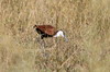 Jacana  poitrine dore (Actophilornis africanus) - Botswana