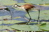 Jacana  poitrine dore (Actophilornis africanus) - Ethiopie