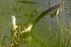 Jacana  longue queue (Hydrophasianus chirurgus) - Sri Lanka