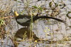 Jacana à longue queue (Hydrophasianus chirurgus) - Sri Lanka